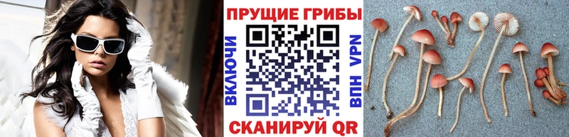 Псилоцибиновые грибы мухоморы  Елец 